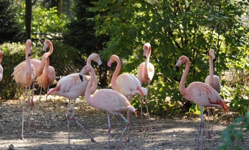 zoo flamingo's2.jpg