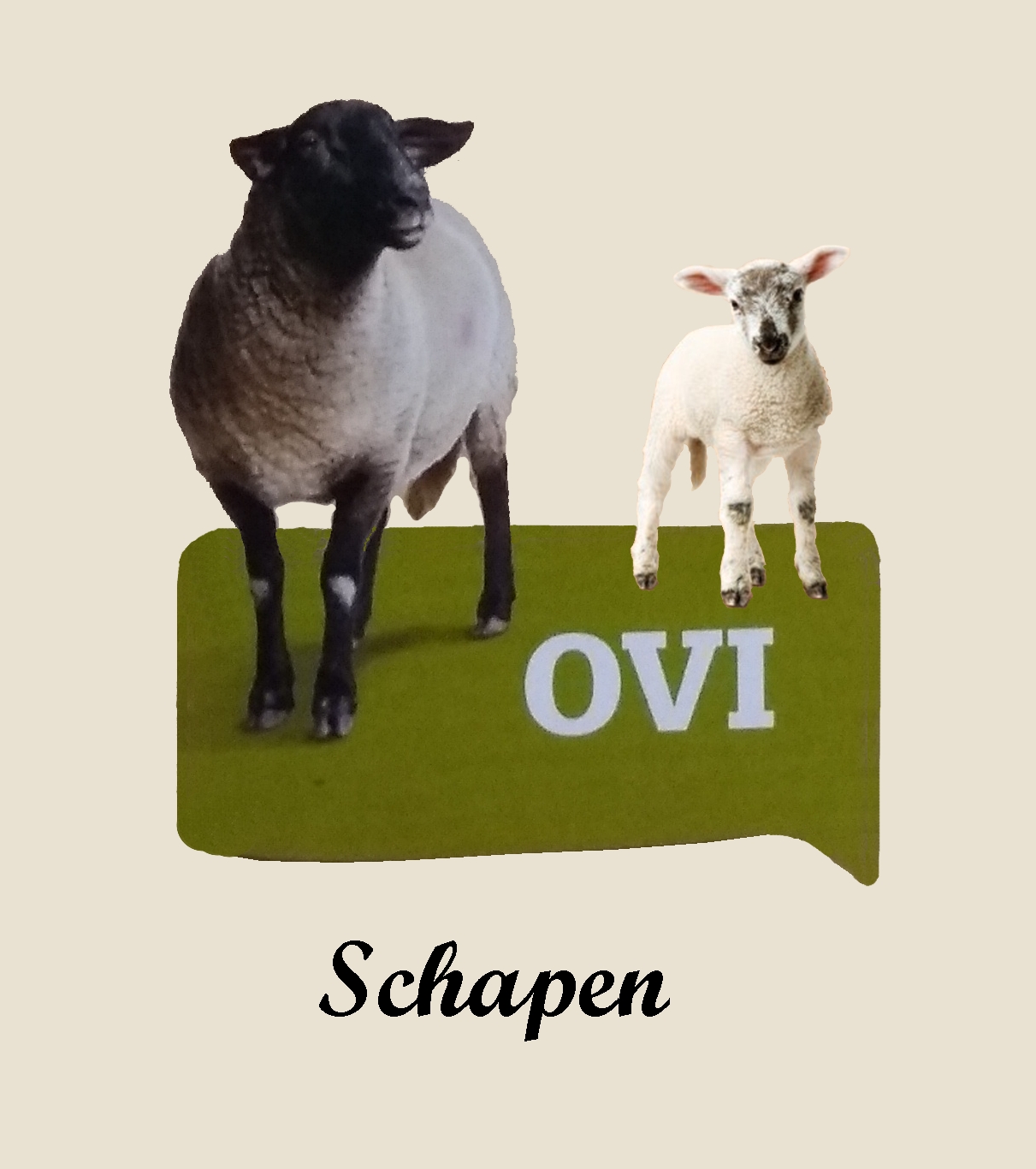 schapen.png